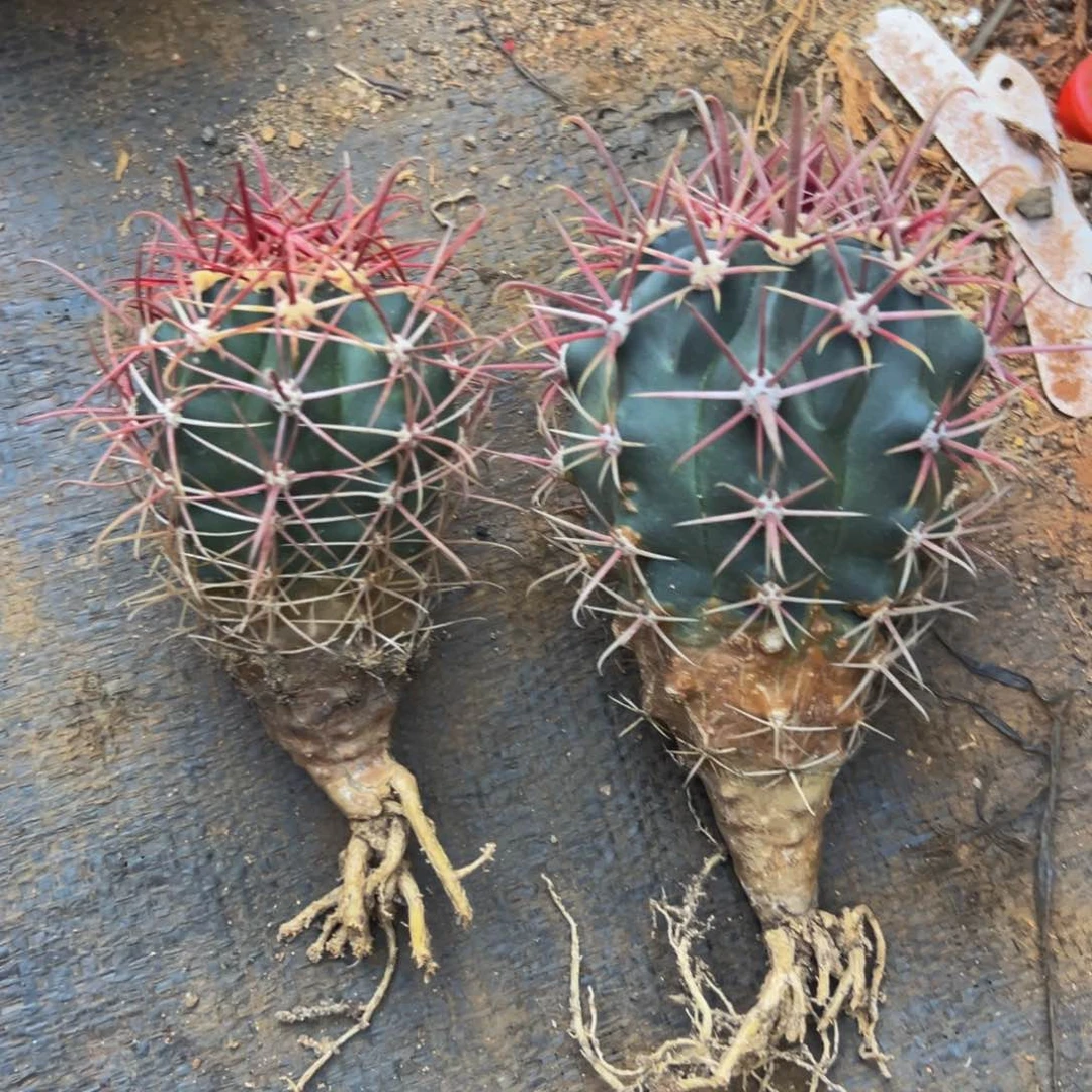 微*精品2颗福利，花友价