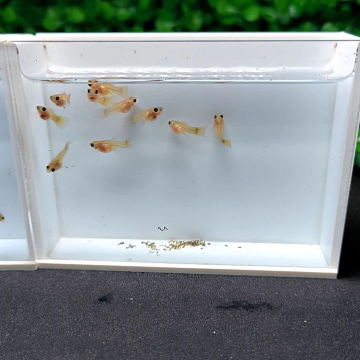 孔雀鱼精品孔雀鱼，黄金玻璃猫球体。苗子10条含两条被水。