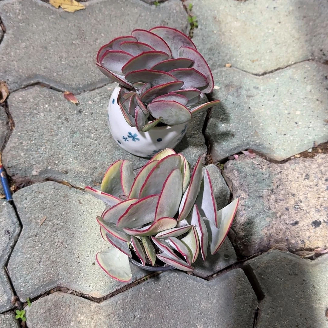 白眉带盆多肉植物精品