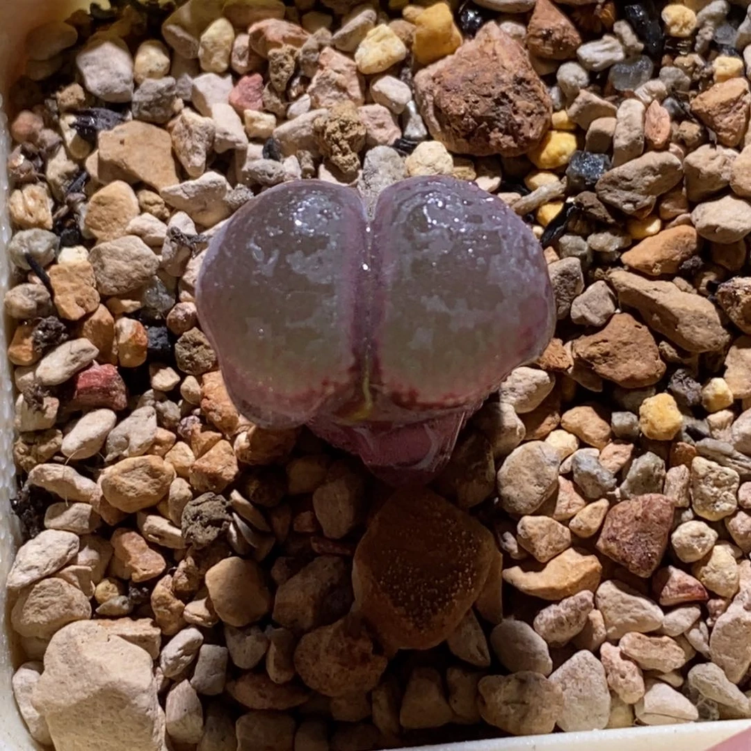 帕法德风铃帕法德风铃