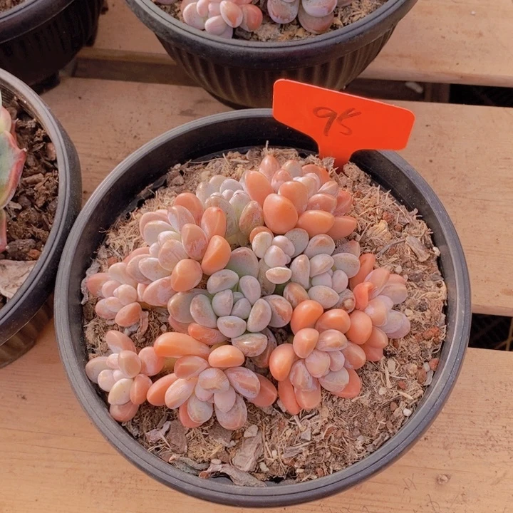 绿****?这个点就不应该喝