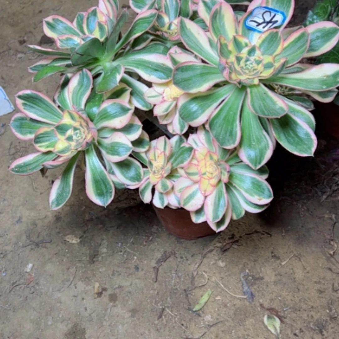 【闪购商品】柠*?多肉植物艳姿45