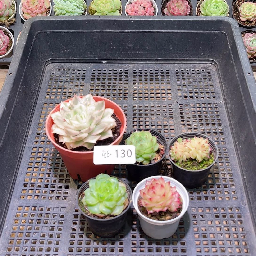 花利美8-130框拍5颗