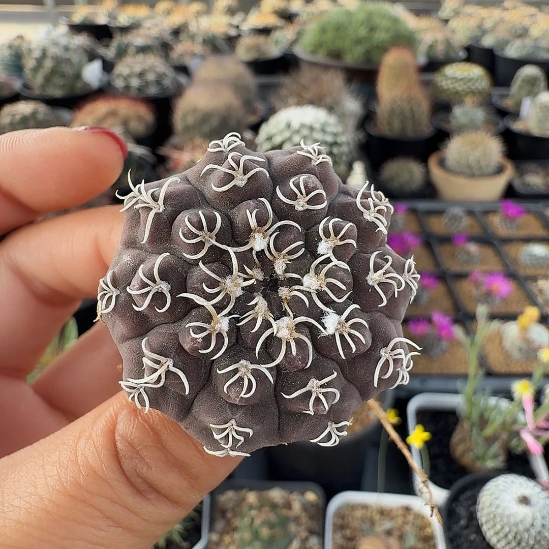 实生白刺瑞昌玉裸根发货