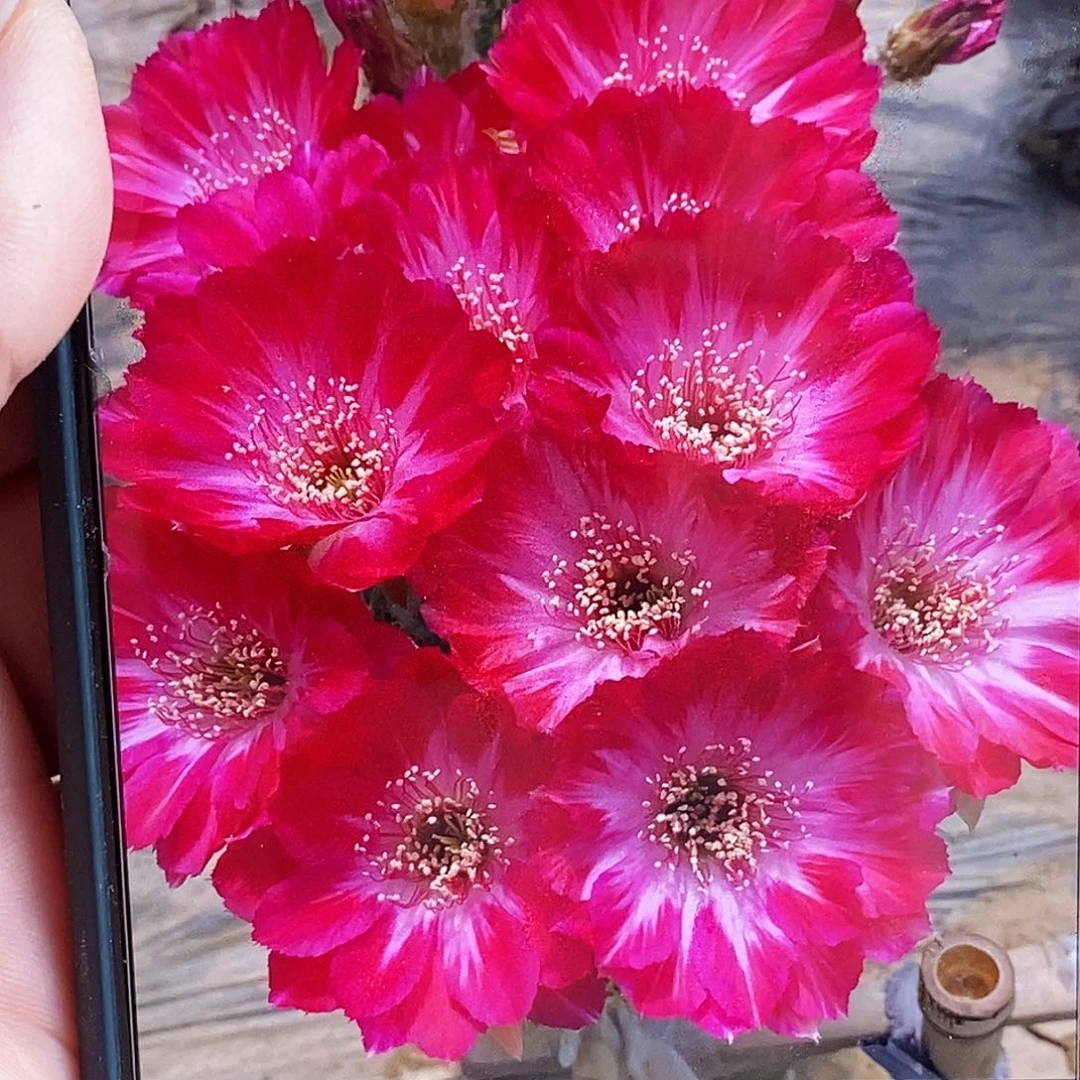 彩 血影侧芽歪5公分左右