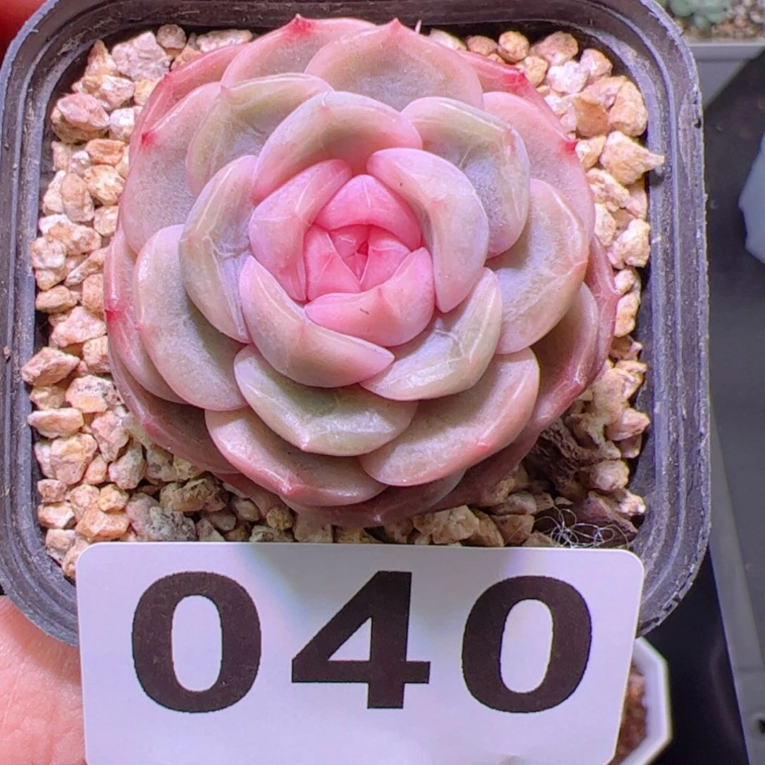 宫花宫花宫花宫花
