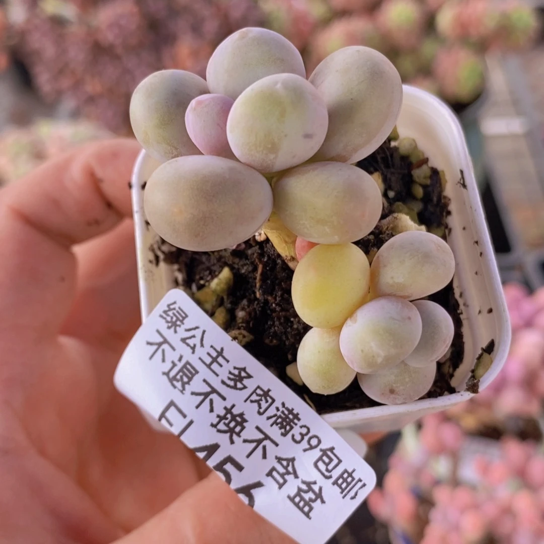 糖豆奶4cm456多肉植物