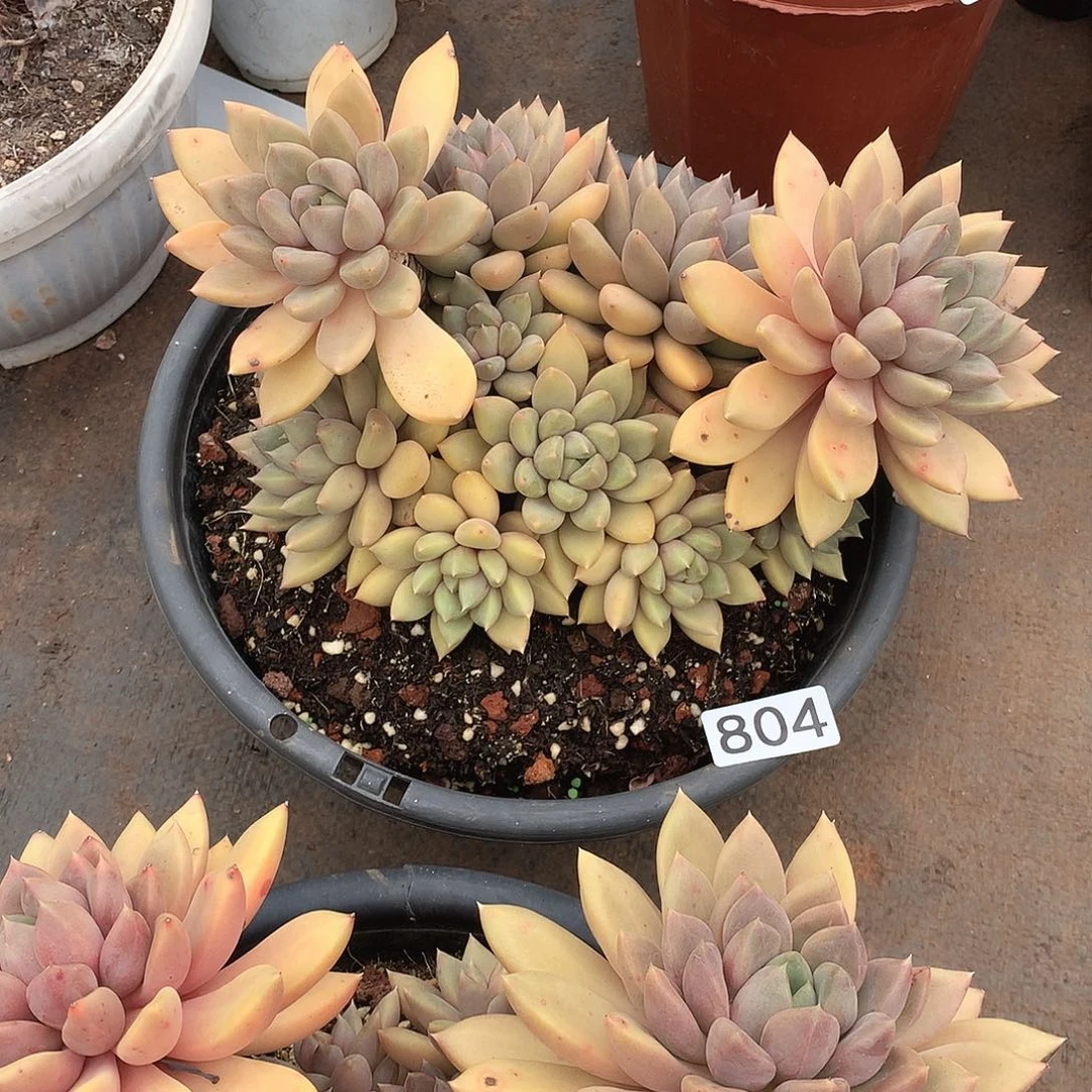 804象牙 一物一拍多肉