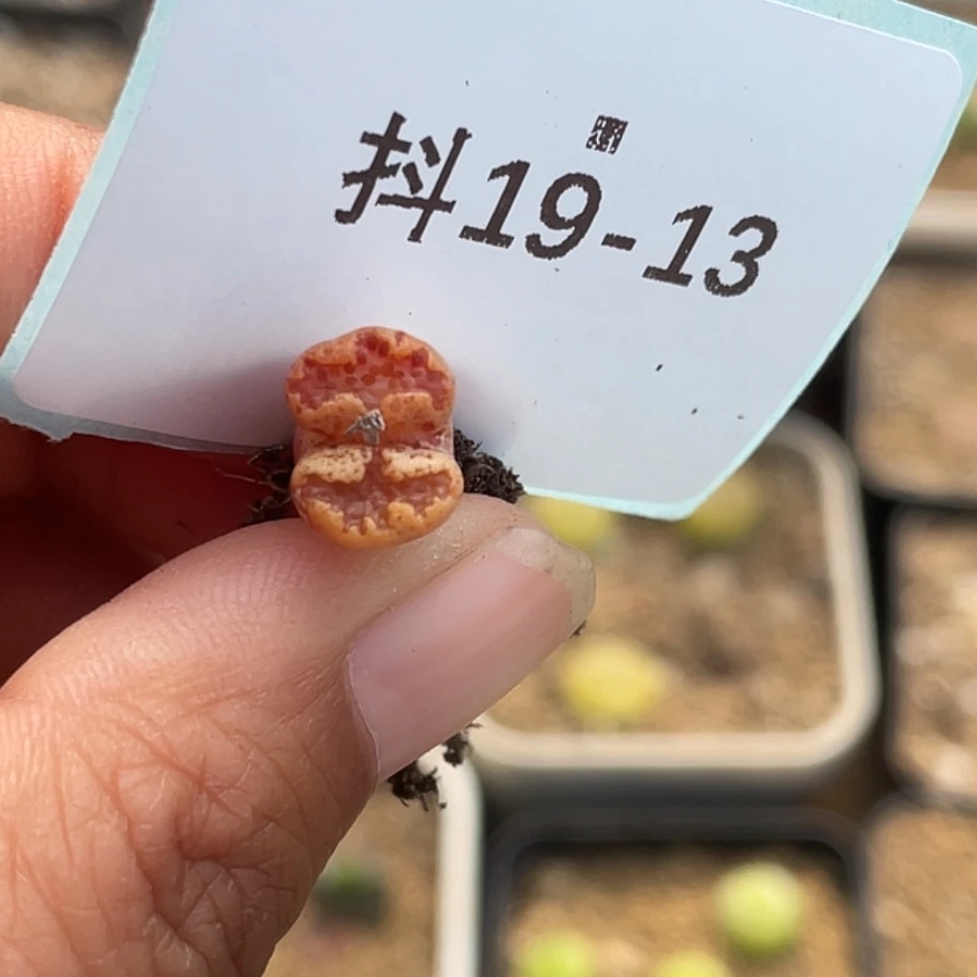 19-13超碟多肉植物