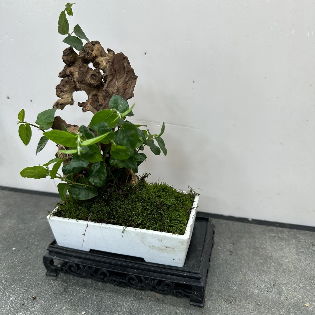 204#P13白盆附木薜荔盆景