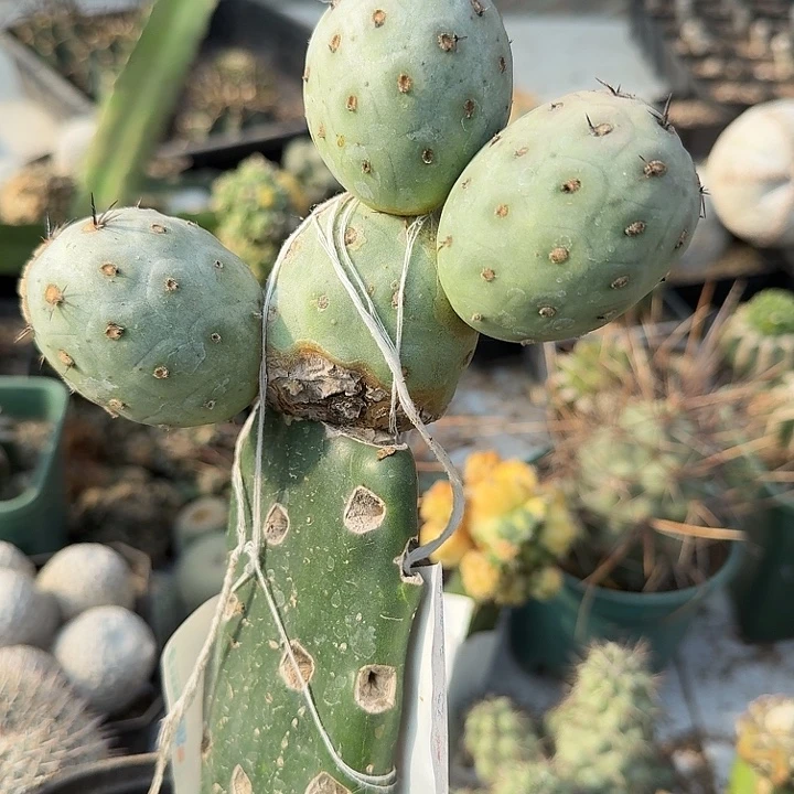 白皮洞洞习志野四头0244