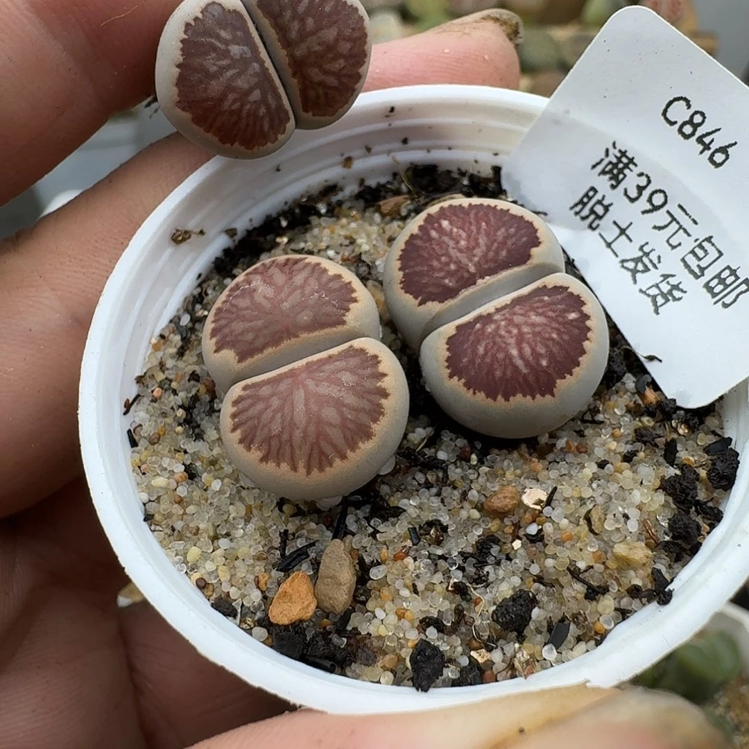 _***安846多肉哈哈哈哈哈哈哈