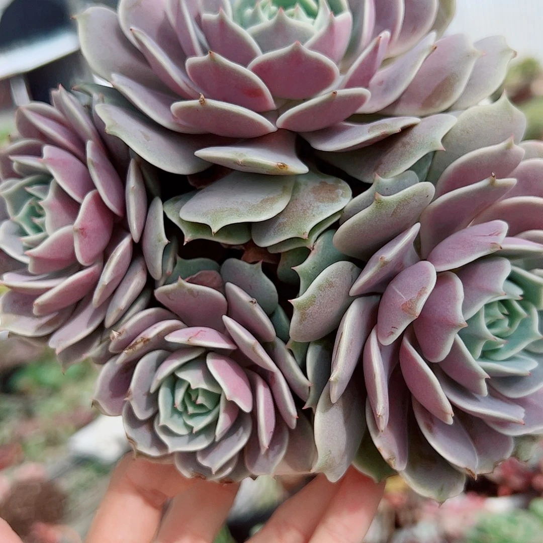 露娜莲多头群生老桩特价精品