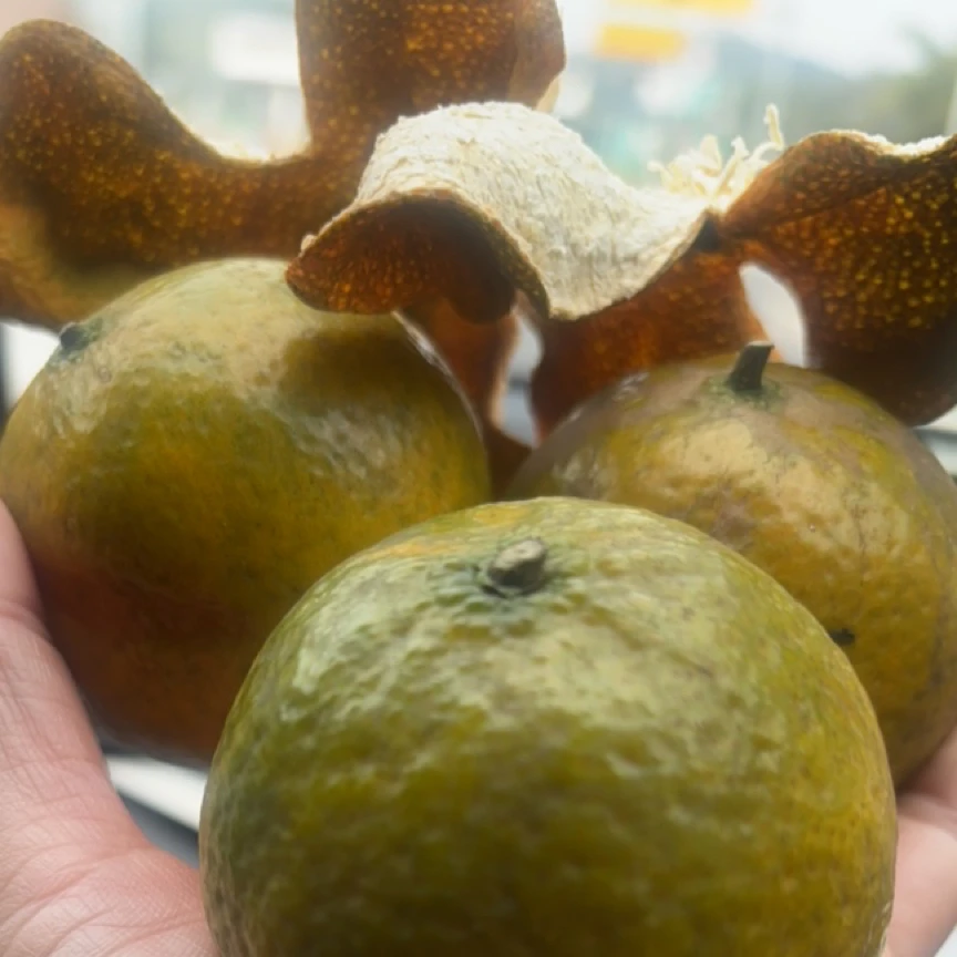 2025冬后老树清园二红皮 手工生晒泡茶陈皮