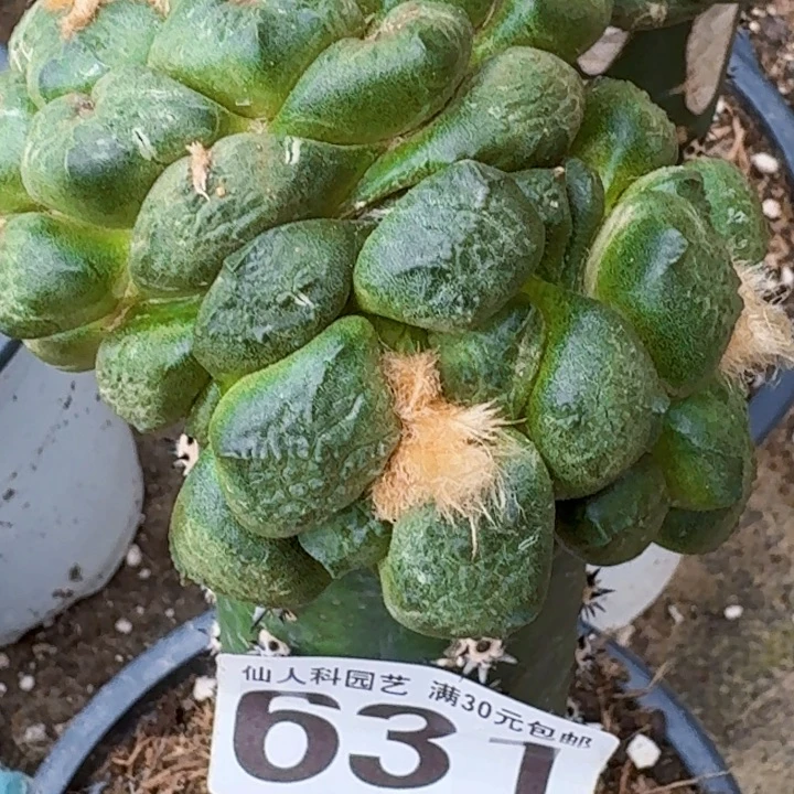 无花朵福利苗接3头连山631