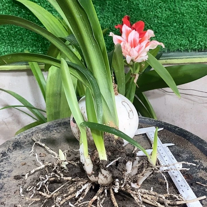 全部花朵淬炼坨坨福利2号