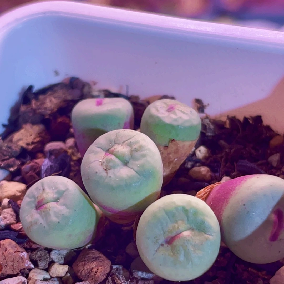 比特嘴植物一物一拍