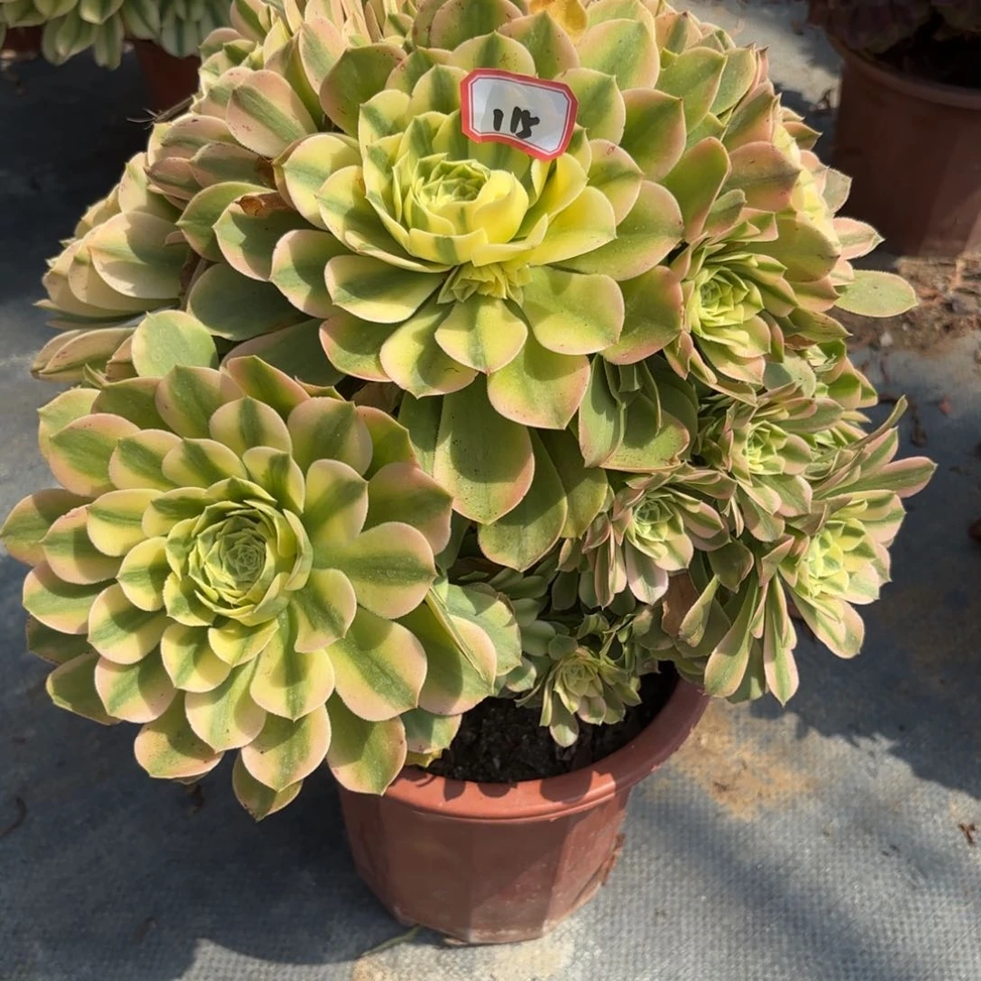 115希尼亚多肉植物绿植