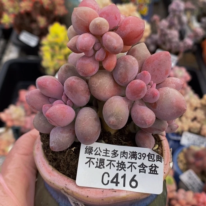 汤圆有砍7cm416多肉植物