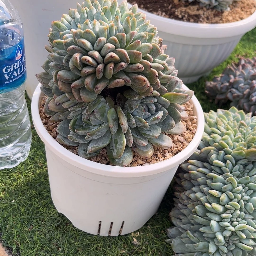 毛***9星影缀化多肉植物