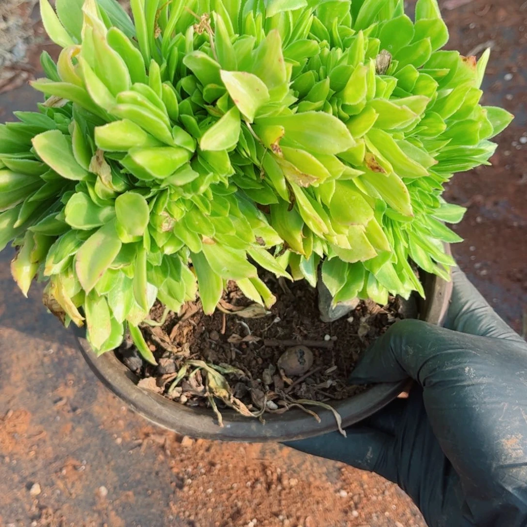 多肉植物333翡翠琉璃