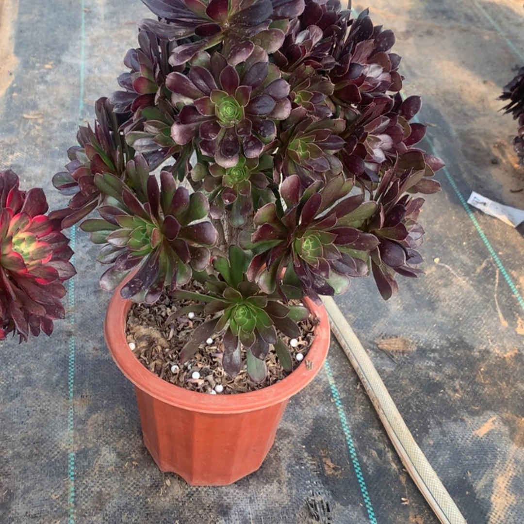 【闪购商品】122黑法师