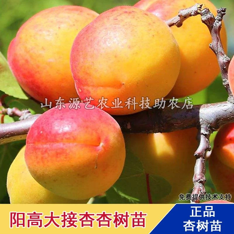 山西杏子苗树大同阳高大接杏树苗嫁接杏树果苗活苗南北方种植杏苗