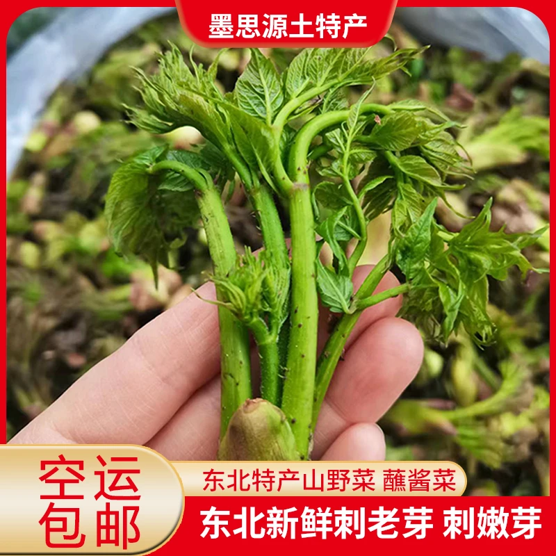 东北特产山菜刺老芽新鲜刺嫩芽鲜嫩蘸酱菜1斤 空运包邮