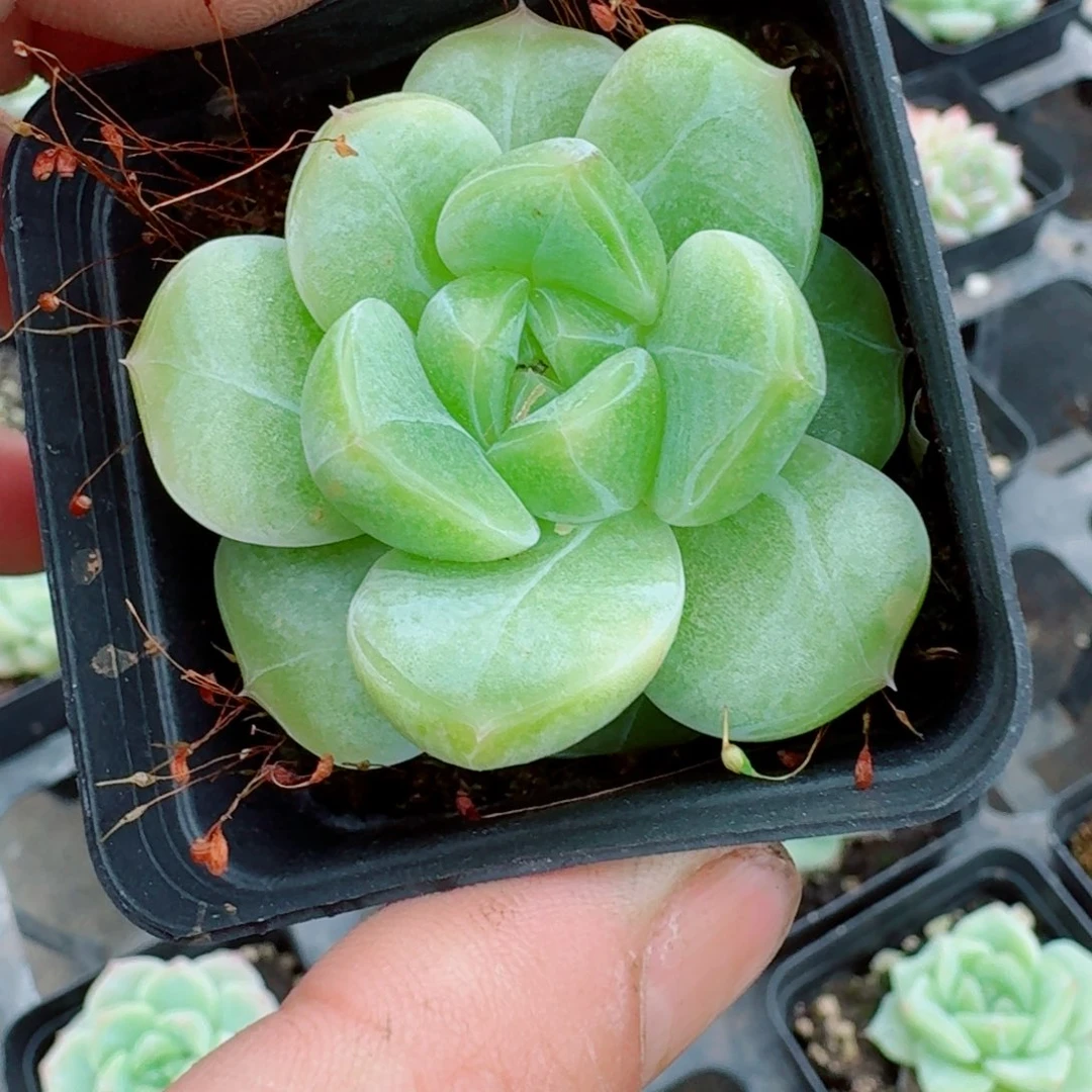 多肉杂交一物一拍10-101