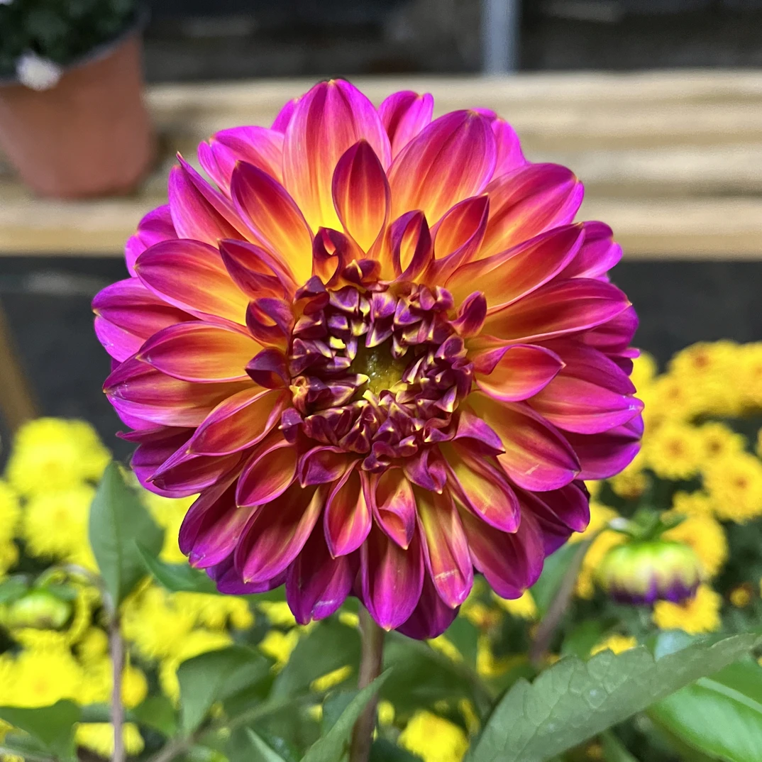 【青韵】（热带暴击）小丽花客厅阳台桌面盆栽