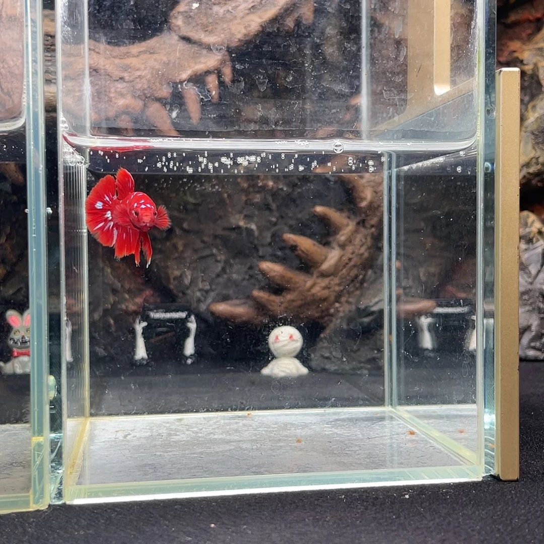 斗鱼十月二十三日竞价