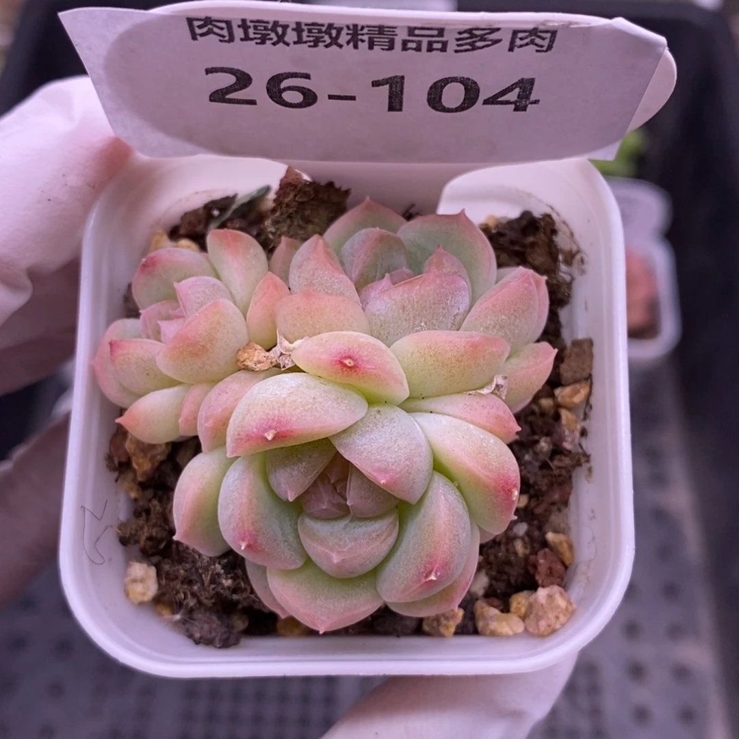 【闪购商品】26-104蜡像