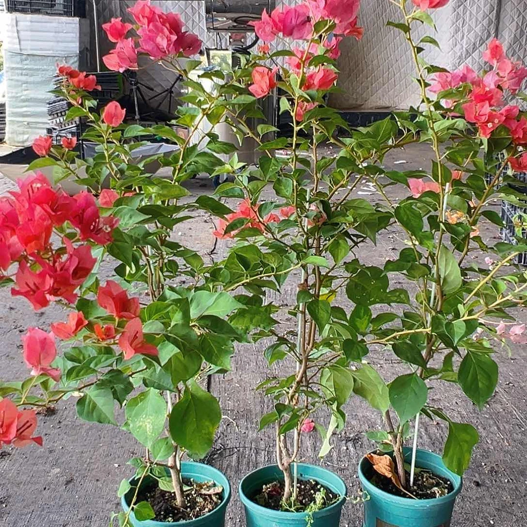 当前无花栽培后可以开花暗斑夕阳红带竹一颗