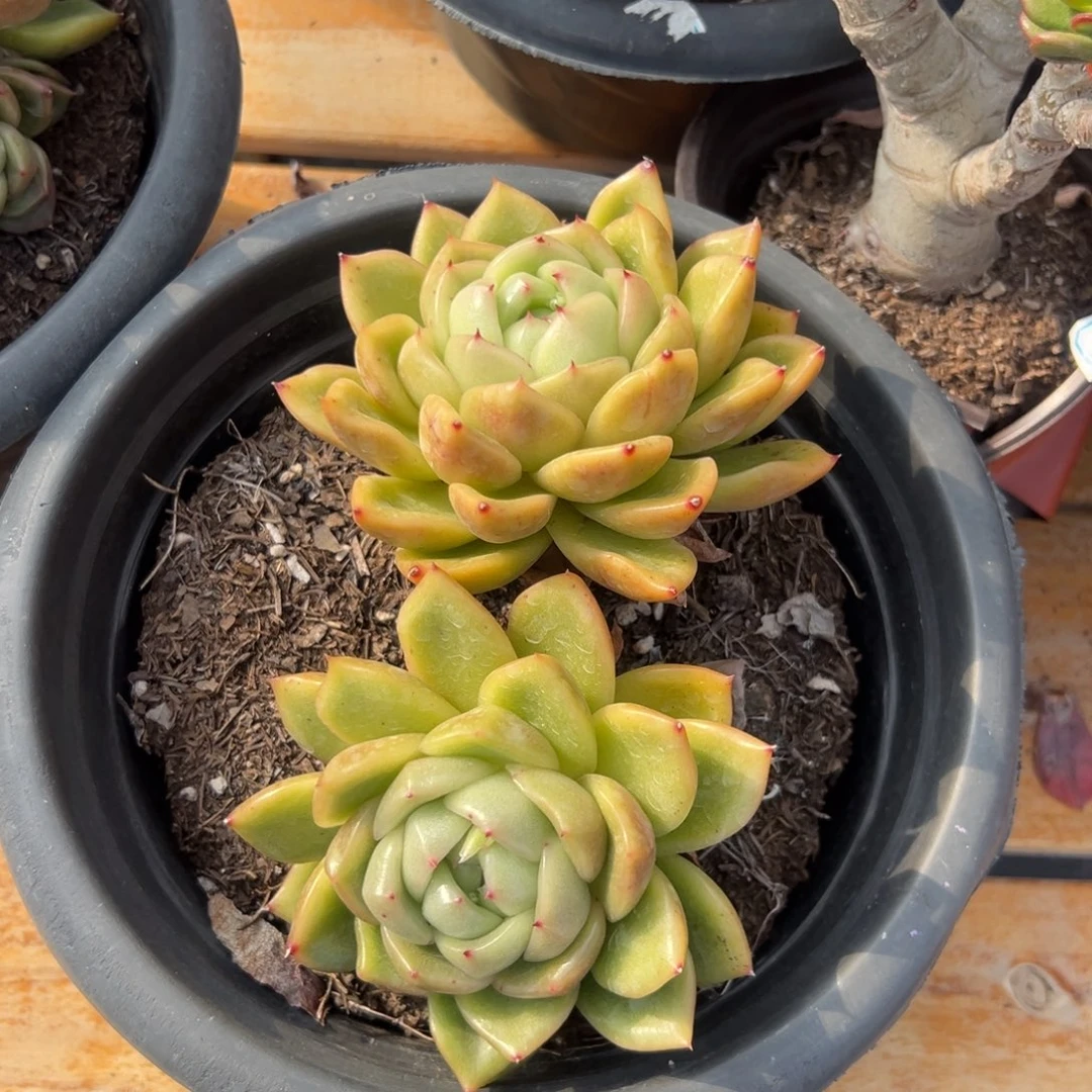 多肉双头白玫瑰【非偏远满18包邮】