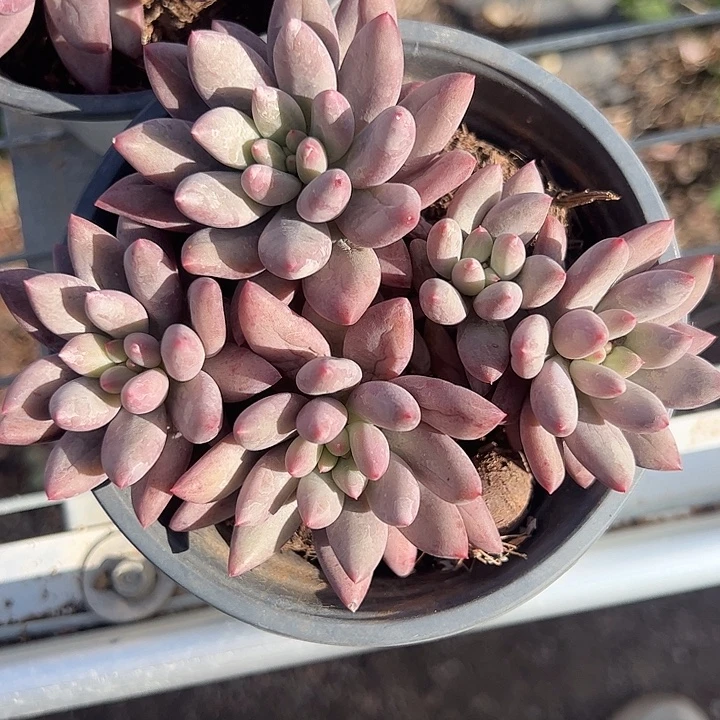 红蜻蜓多肉植物精品