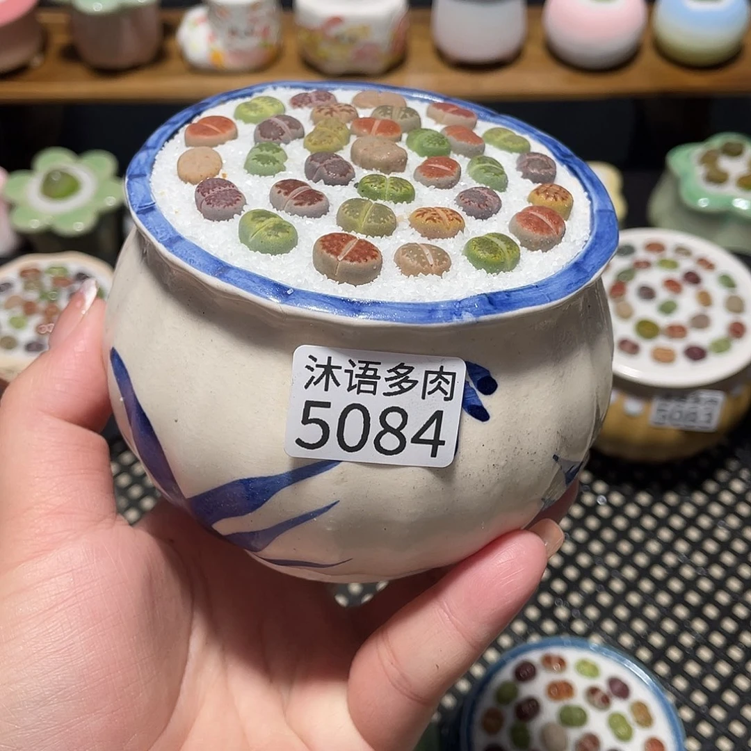 带盆土植物 一物一拍5084