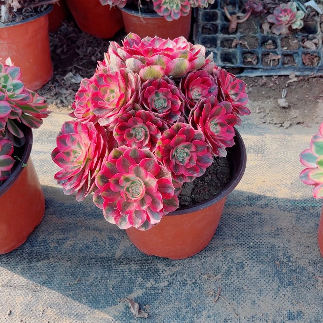 喜****721红荔枝多肉植物