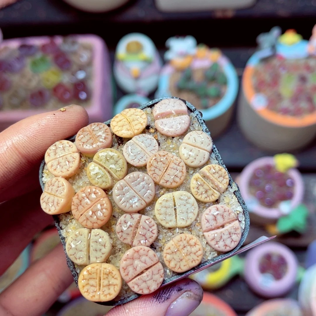 184生石花带盆发1