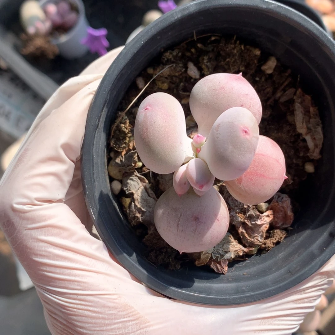 小屁桃瑕疵特价小屁桃