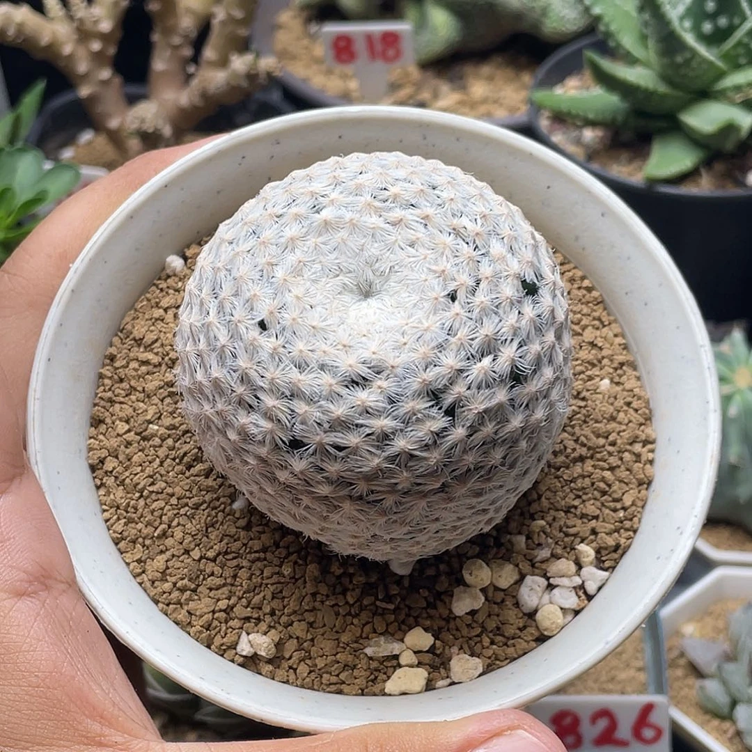 大玉白鸟仙人球多肉植物
