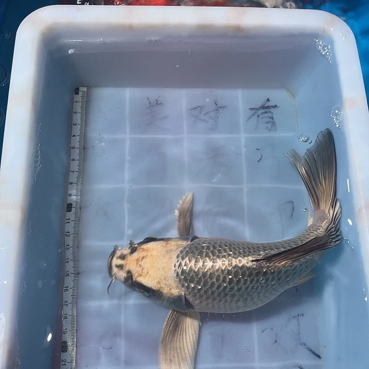 蝴蝶鲤鱼渔场直发118
