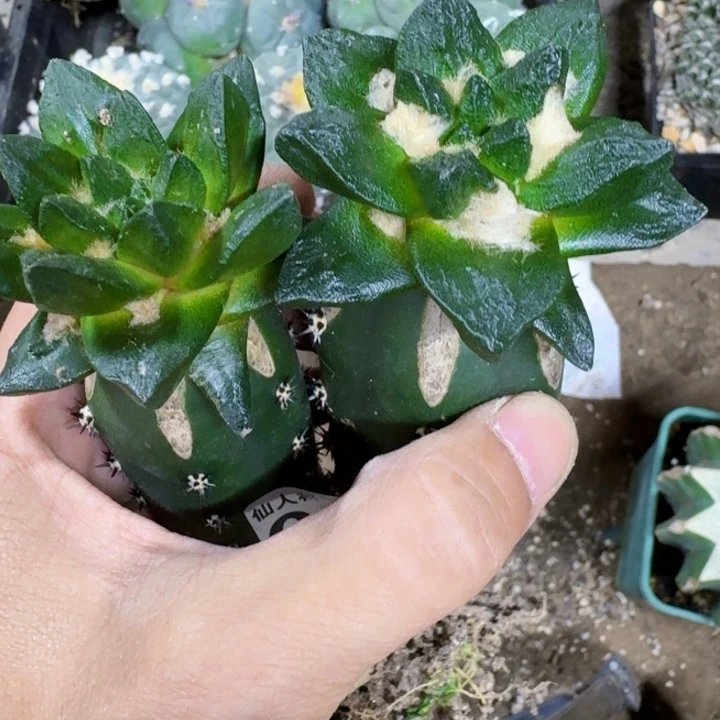 V***s福利苗接龙角2颗0740