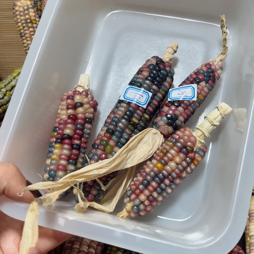 大***记直播间七彩文玩玉米链接