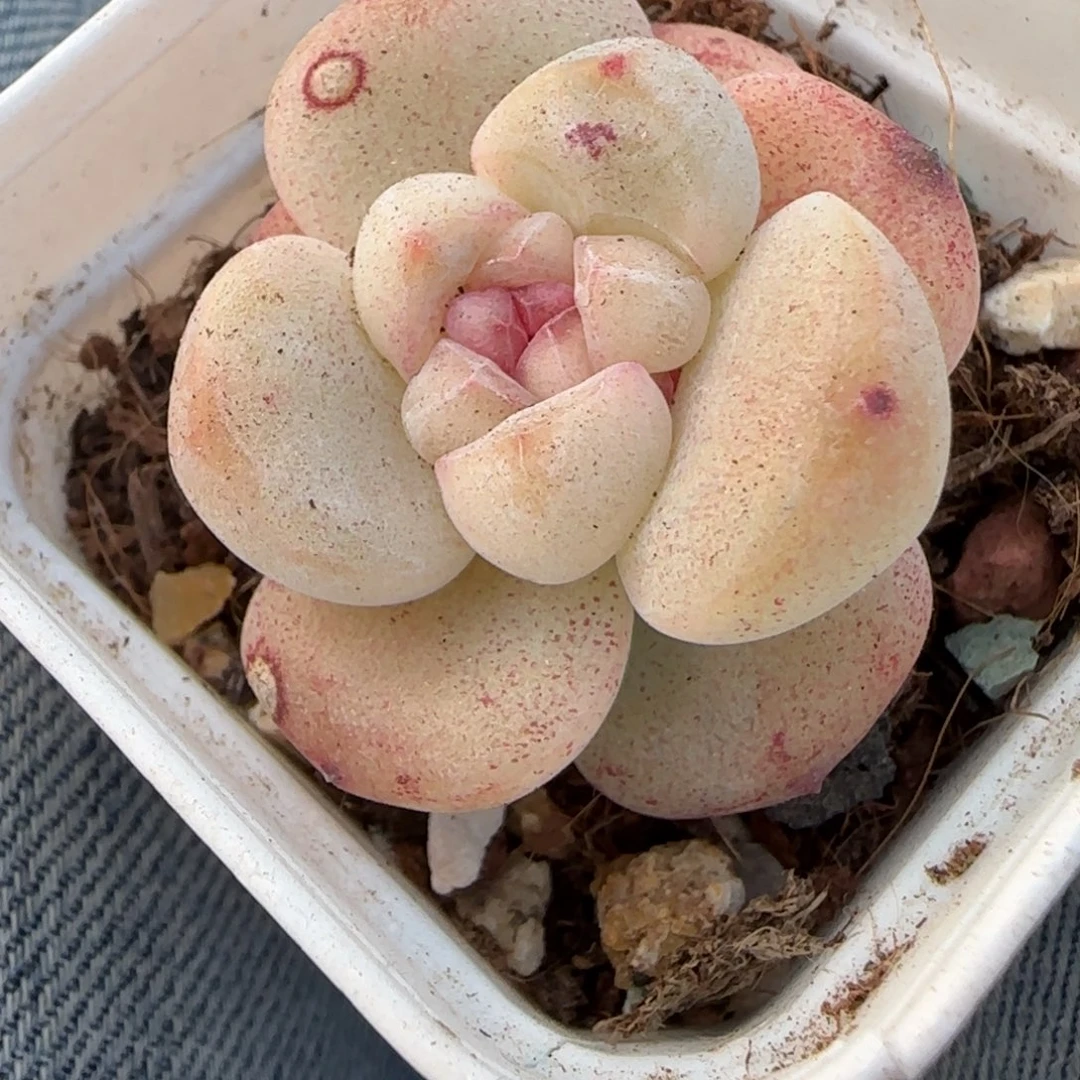 多肉小卡拉米糖心一物一拍