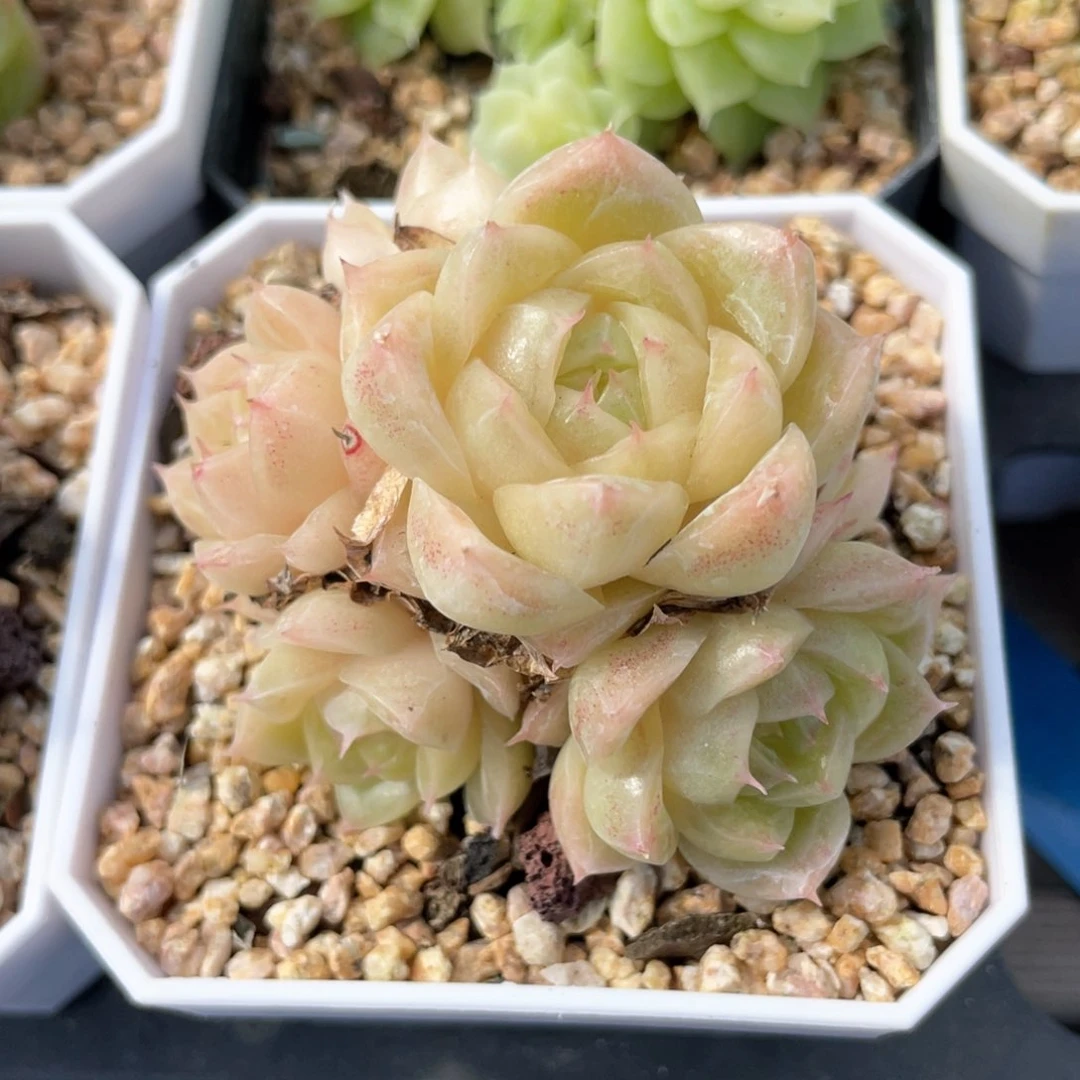 S优选麦杆福利877