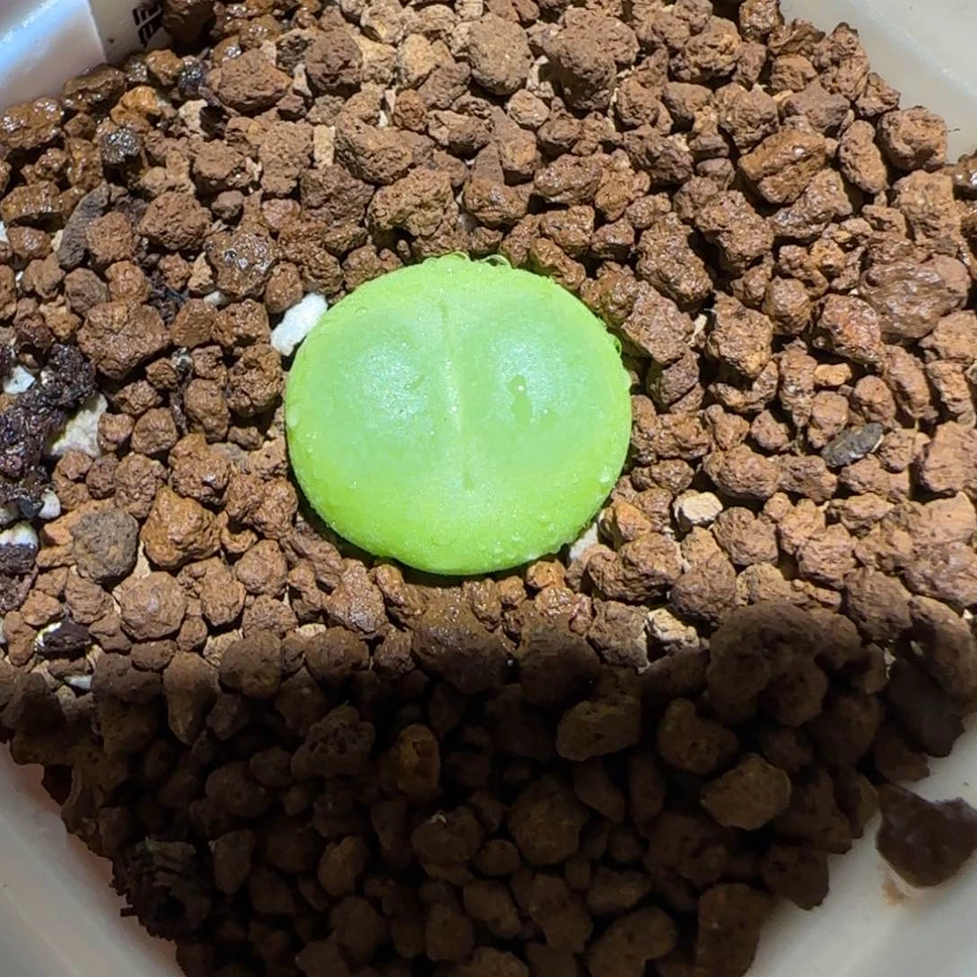 肉锥多肉植物百科-sh1200拉登1784