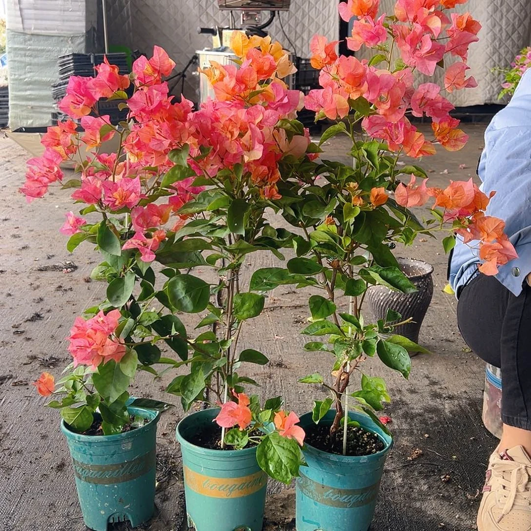 当前无花栽培后可以开花阿达纳带竹一颗