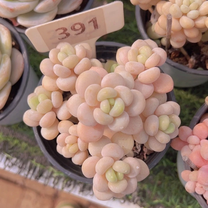 健健康康平平安安