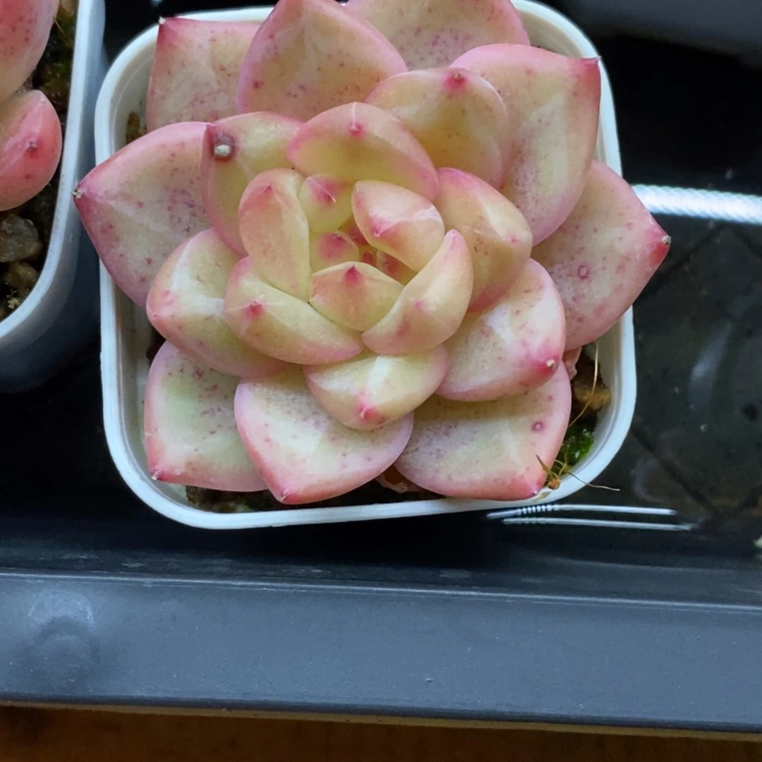 精品多肉一物一拍不包整450