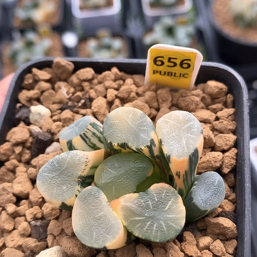 656号欧大宝实生万象锦一物一拍